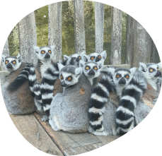 lemurs